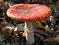 Légyölő galóca (Amanita muscaria), Budai-hegység